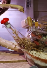 Terrarium - Ultimate Creation Choices