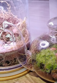 Terrarium - Ultimate Creation Choices