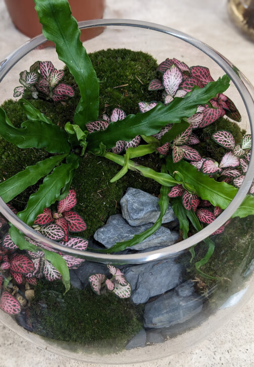 Terrarium Workshop for Two