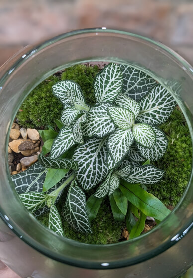 Terrarium Workshop for Two