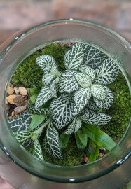 Terrarium Workshop for Two