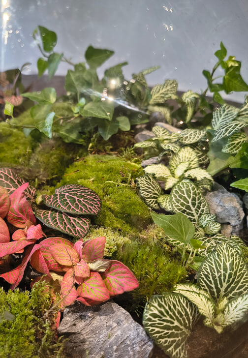Terrarium Workshop for Two