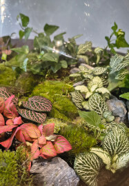 Terrarium Workshop for Two