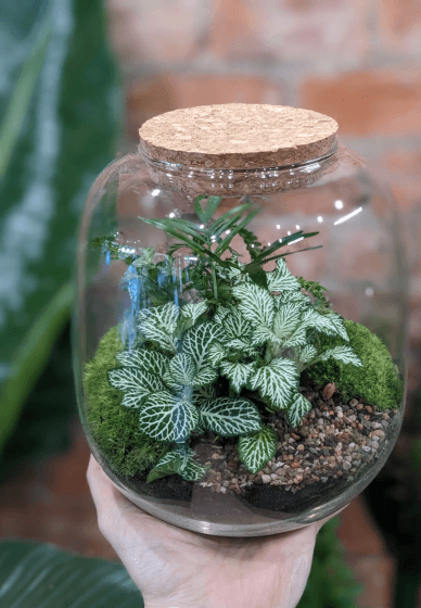 Terrarium Workshop