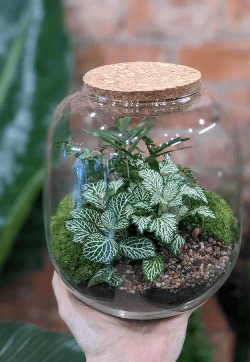 Terrarium Workshop