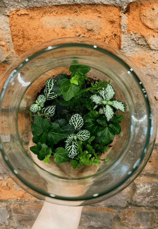 Terrarium Workshop