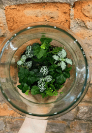 Terrarium Workshop
