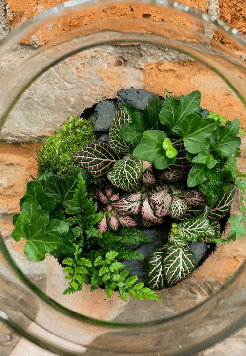 Terrarium Workshop