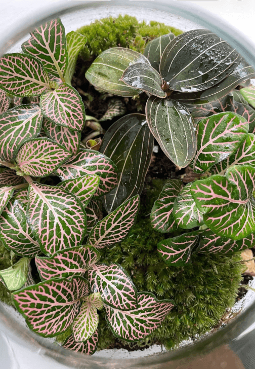 Terrarium Workshop