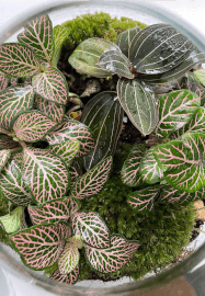 Terrarium Workshop