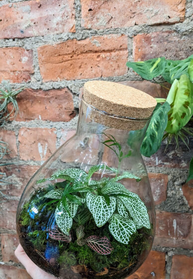 Terrarium Workshop