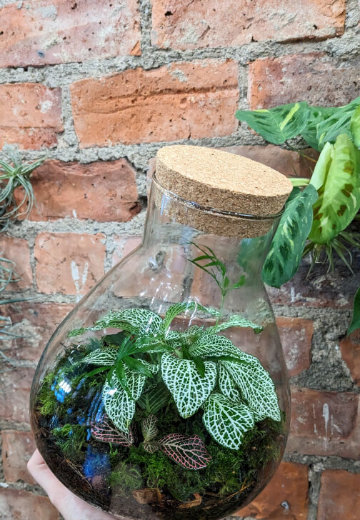 Terrarium Workshop
