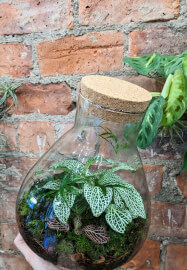 Terrarium Workshop