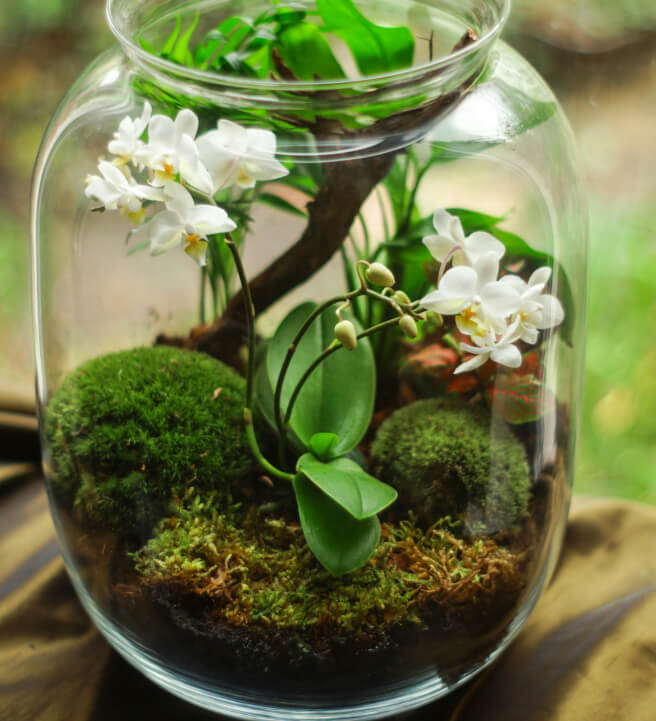 Terrarium Workshop