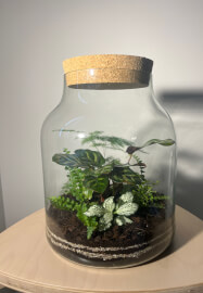 Terrarium Workshop