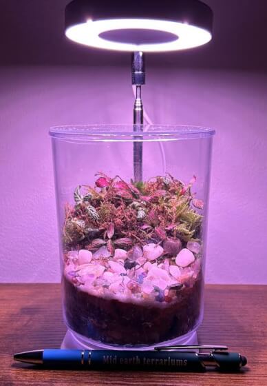 Ultimate Terrarium Workshop