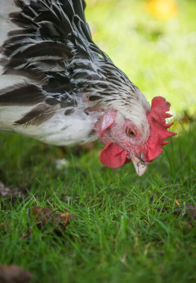 Urban Chicken Keeping Workshop