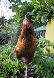 Urban Chicken Keeping Workshop