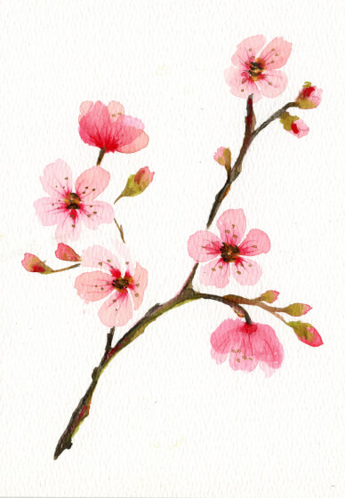 Watercolour Floral Art Class