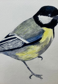 Watercolour Summer Course
