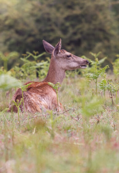 Wildlife Photography Workshop in Richmond Park