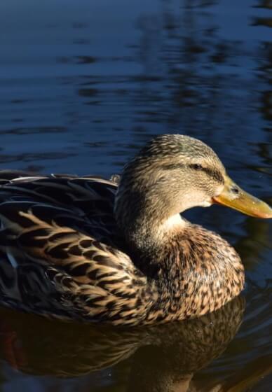 Wildlife Photography Workshop in Richmond Park