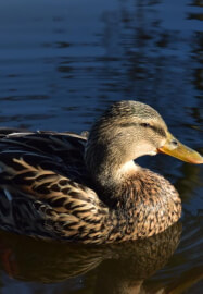 Wildlife Photography Workshop in Richmond Park