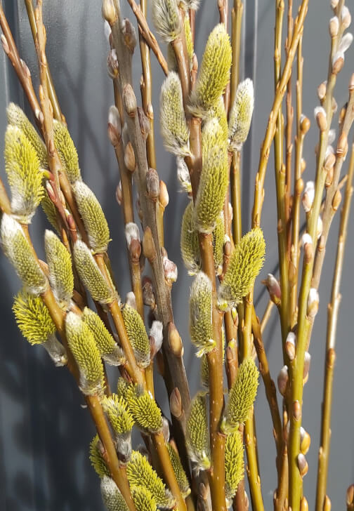 Willow Berry Basket Workshop