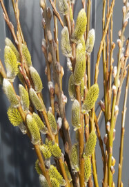 Willow Berry Basket Workshop