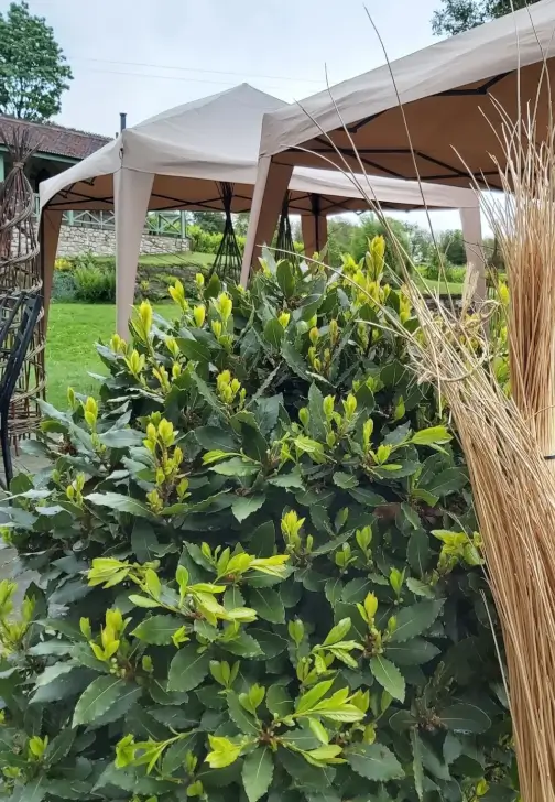 Willow Sculpture Workshop: Create Your Own 3D Art