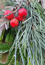 Winter Bird Feeding Door Swag Workshop