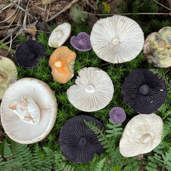 Adi will check every mushroom you take home