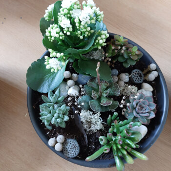 Enjoy your mini indoor garden