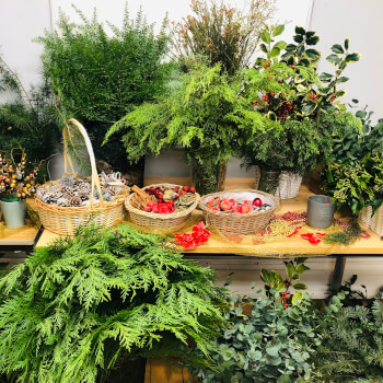 Choose Foliage 