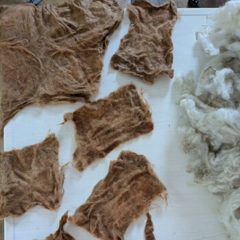 Walnut headdresses and fleece