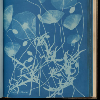 Cyanotypes: Background