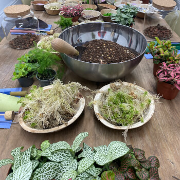 Everything you need to create your own terrarium