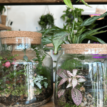 Every terrarium is individual