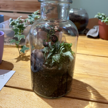 Finished Terrarium