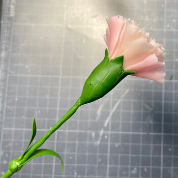 Receptacle and leaves (carnation)