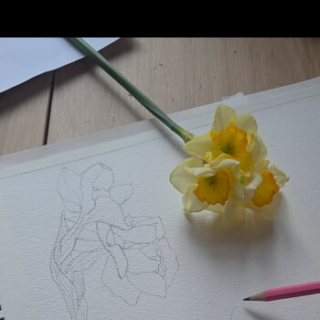 Sketch the Basic Outlines 