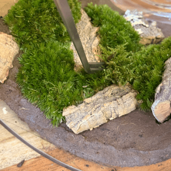 Add Moss and Hardscaping