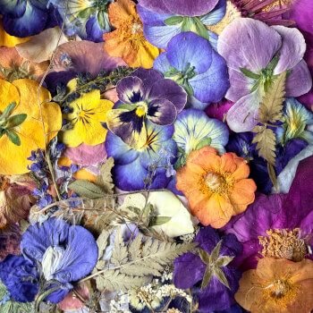 Choose from a beautiful collection of pressed flowers