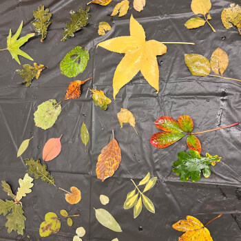Collect leaves and flowers 