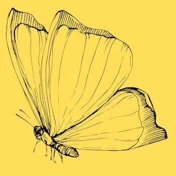 Sketch Your Insect