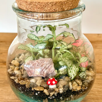 Create your a mini garden in glass