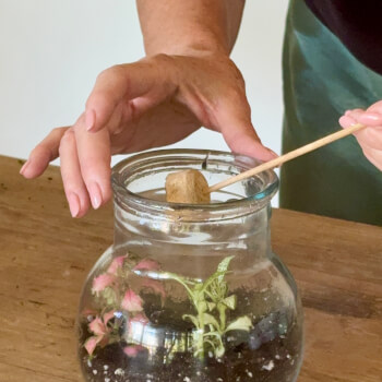Choosing plants