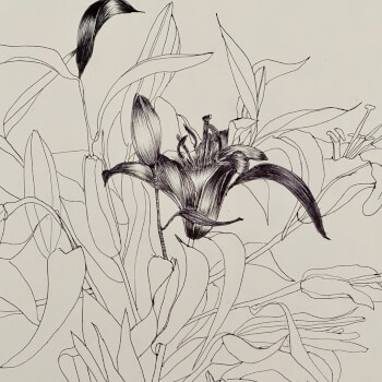 Line drawing 
