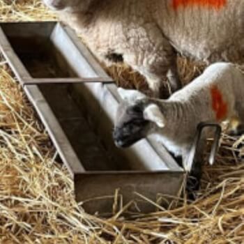 Head to the Farm 