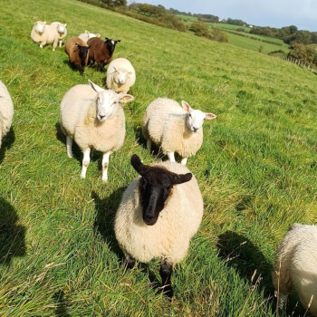 Meet the Sheep! 